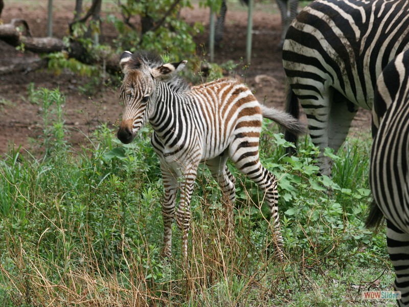 Two Week Old Zebra